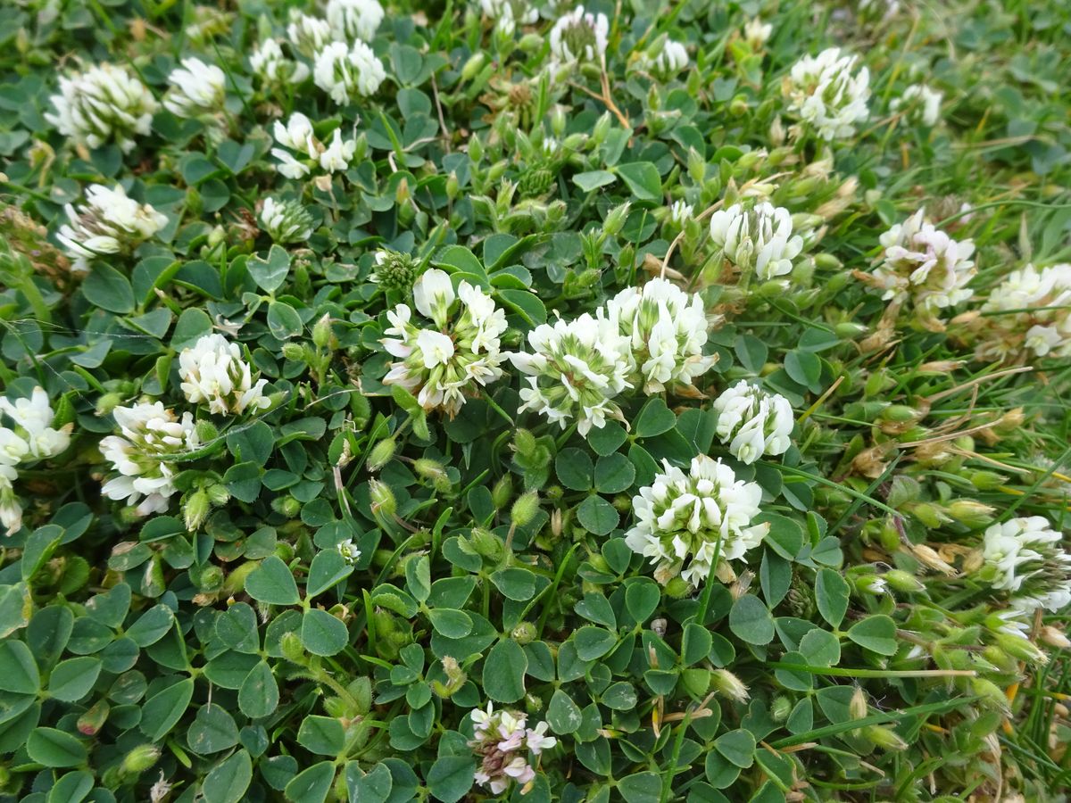 Trifolium occidentale (Fabaceae)